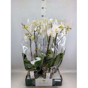 Phalaenopsis   ...white