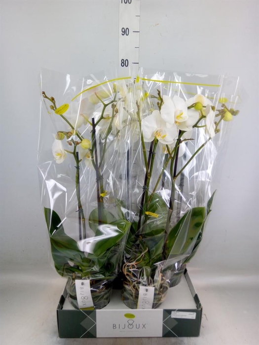 <h4>Phalaenopsis   ...white</h4>