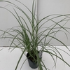 Miscanthus 'Flamingo' P17 (2ltr)