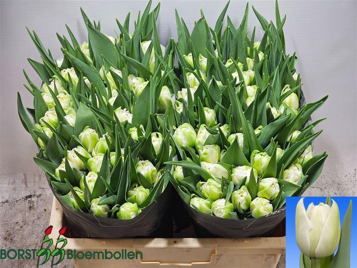 <h4>Tu Du Altitude</h4>