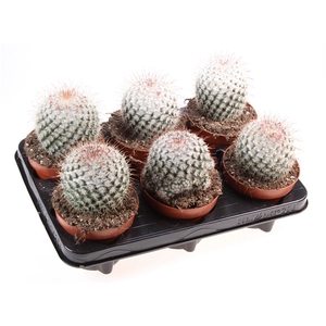 Cactus mammillaria bombycina