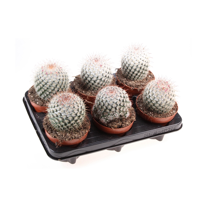 <h4>Cactus mammillaria bombycina</h4>