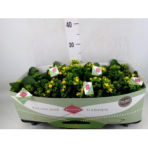 Kalanchoe blos. 'Favor Solana'