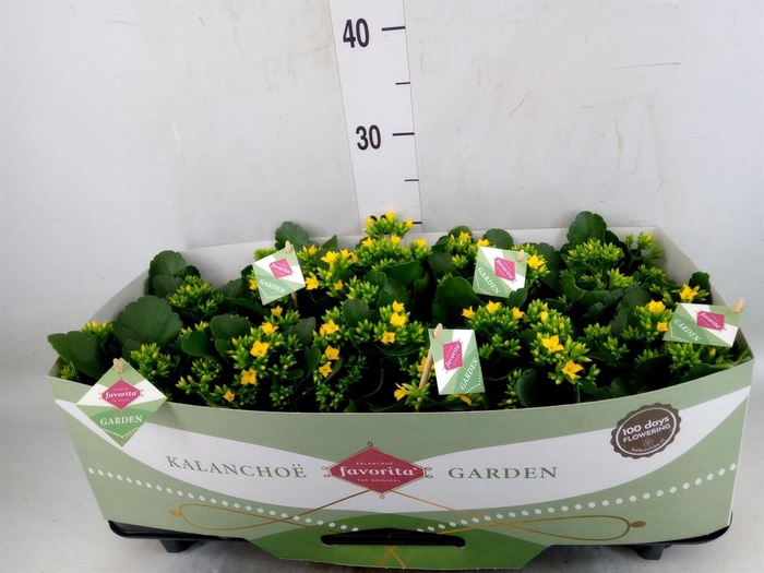 <h4>Kalanchoe blos. 'Favor Solana'</h4>