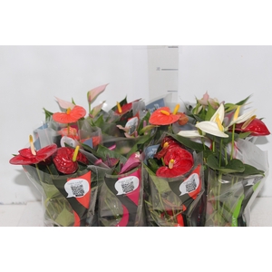 ANTHURIUM VARIADO P09