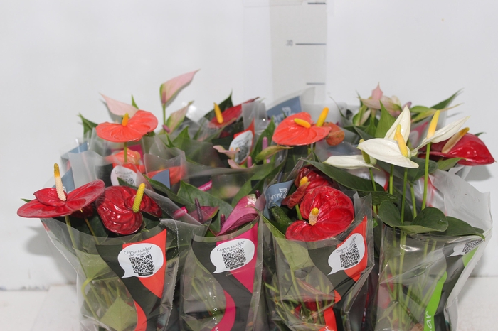 <h4>ANTHURIUM VARIADO P09</h4>