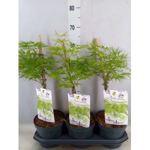 Acer palmatum 'Dissectum'