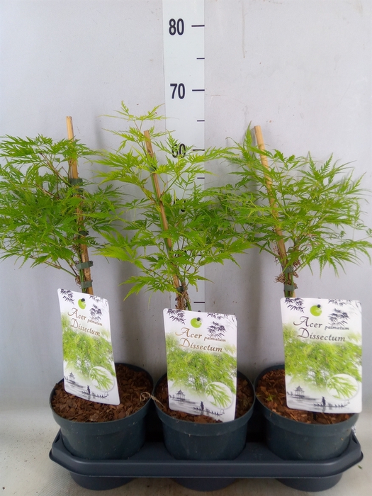 <h4>Acer palmatum 'Dissectum'</h4>