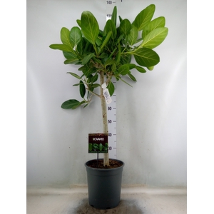 Ficus benghalensis 'Audrey'