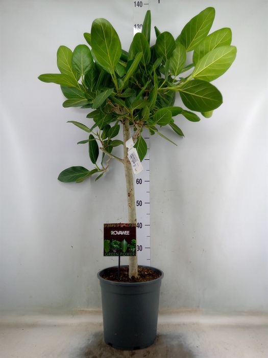 <h4>Ficus benghalensis 'Audrey'</h4>