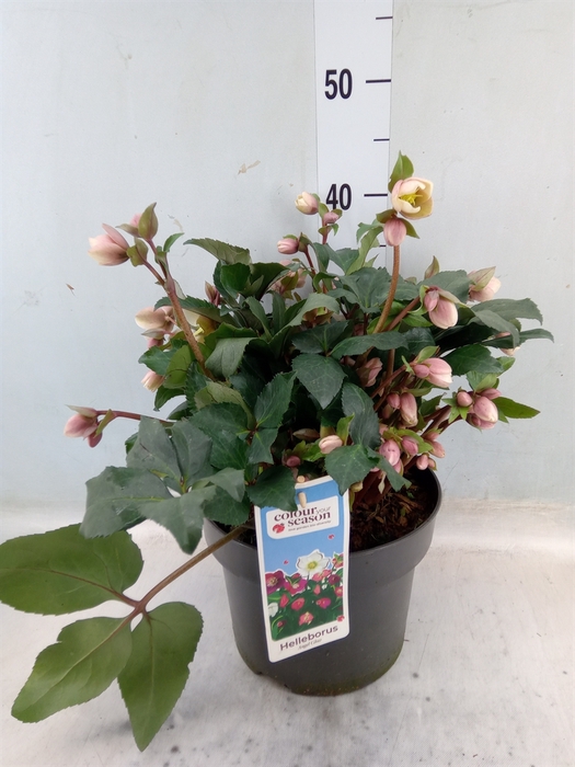 <h4>Helleborus  'Angel Glow'</h4>