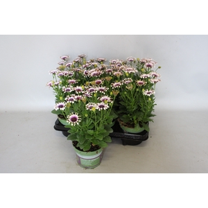 Osteospermum White Spoon