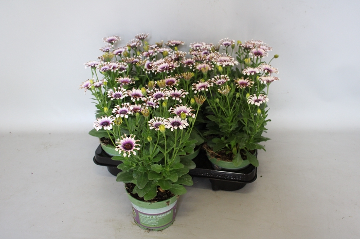 <h4>Osteospermum White Spoon</h4>