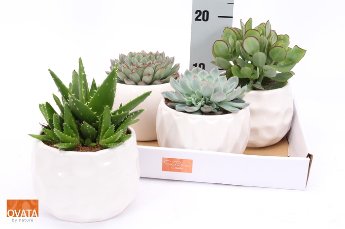 <h4>SUCC GEM 4 SRT</h4>