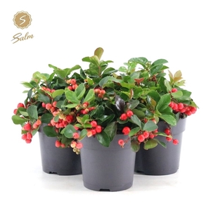 Gaultheria pr. 'Big Berry'® P12