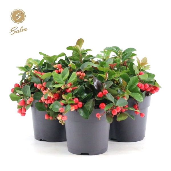 <h4>Gaultheria pr. 'Big Berry'® P12</h4>