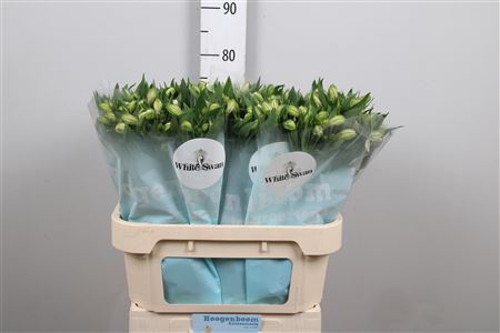 <h4>Alstroemeria  'White Swan'</h4>
