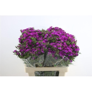 Di Barb Neon Purple