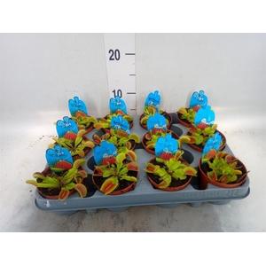 Dionaea muscipula