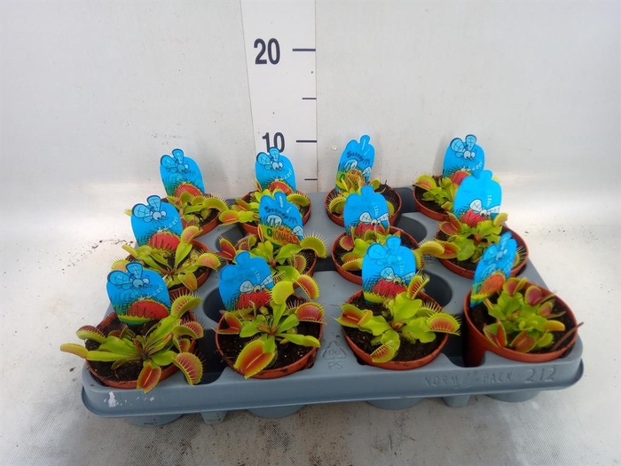 <h4>Dionaea muscipula</h4>