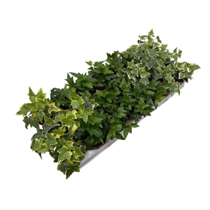 Hedera gemengd