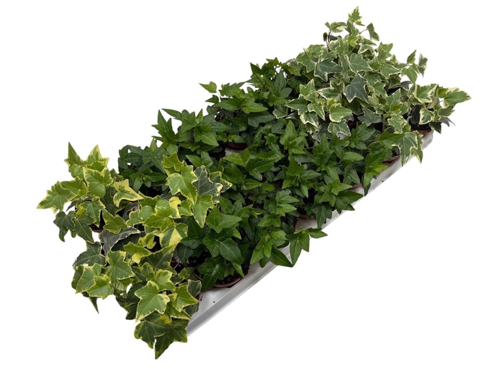 <h4>Hedera gemengd</h4>