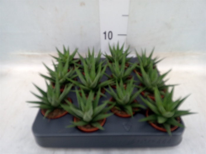 <h4>Gasteria</h4>