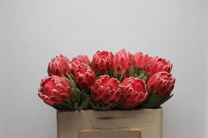 <h4>Protea Venus</h4>