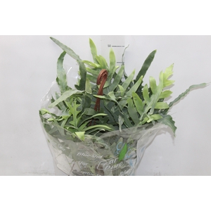 PHLEBODIUM BLUE STAR C21