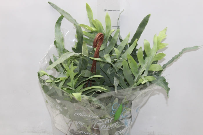 <h4>PHLEBODIUM BLUE STAR C21</h4>