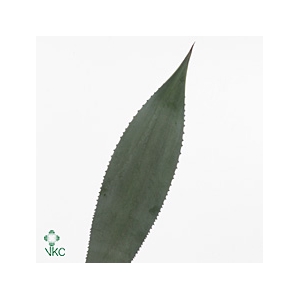 AGAVE LEAVES EXTRA