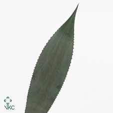<h4>AGAVE LEAVES EXTRA</h4>