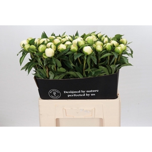 Paeonia Duchesse De Nemours