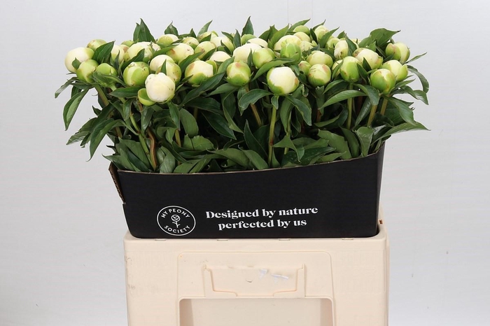 <h4>Paeonia Duchesse De Nemours</h4>