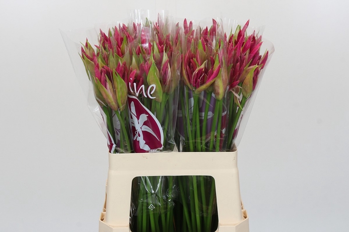 <h4>Nerine Ras van Roon</h4>