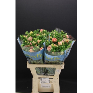 Ran Butterfly Ariadne 60cm