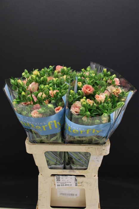 <h4>Ran Butterfly Ariadne 60cm</h4>