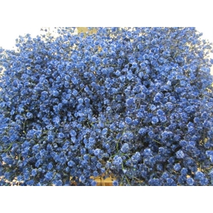 Gipsophilla Xlence Blauw