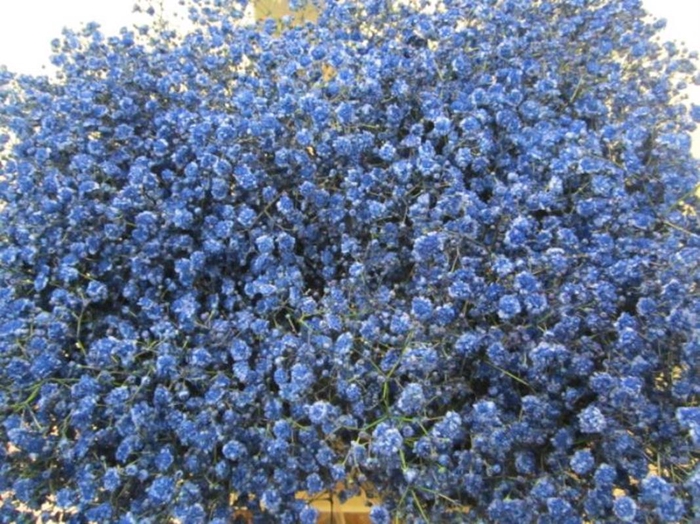 <h4>Gipsophilla Xlence Blauw</h4>