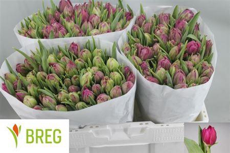 <h4>Tu Du Margarita</h4>