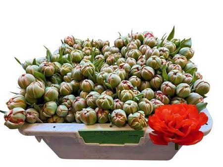 <h4>Tu Du Miranda</h4>