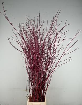 <h4>Cornus Rood Vertakt</h4>