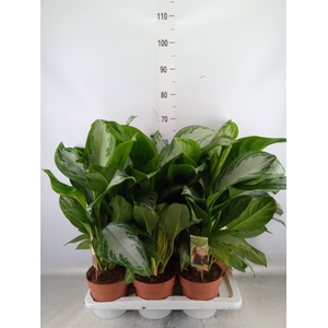 Aglaonema  'Silver Bay'