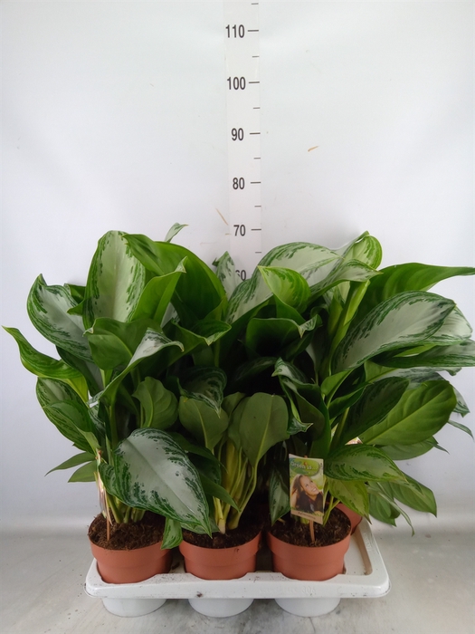 <h4>Aglaonema  'Silver Bay'</h4>