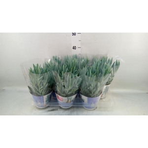 Curio ficoides 'Mount everest'