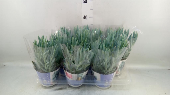 <h4>Curio ficoides 'Mount everest'</h4>