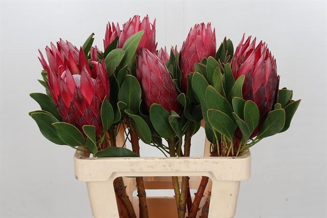 PROTEA CY MADIBA