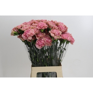Dianthus St Lege Pink
