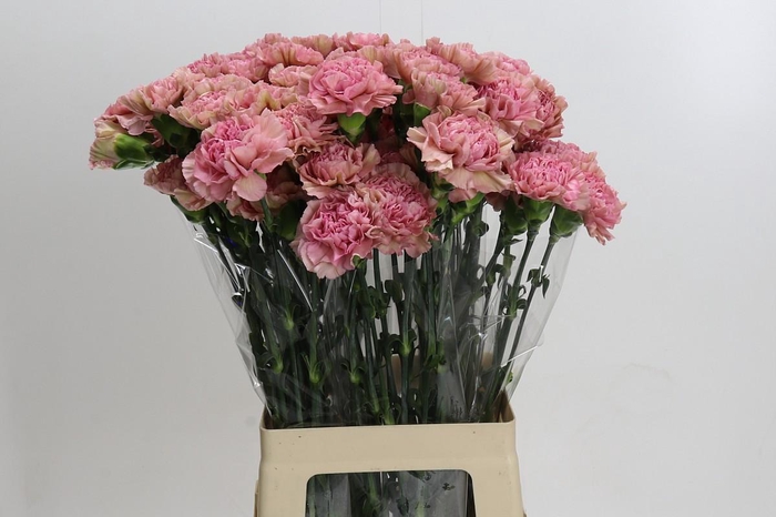 <h4>Dianthus St Lege Pink</h4>