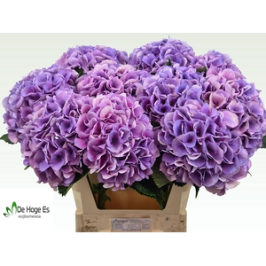 HYDR M ROYAL LOVE B